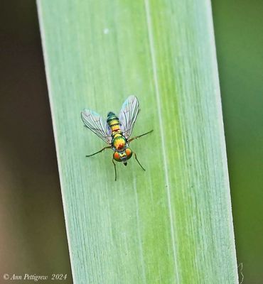 Longlegged Fly