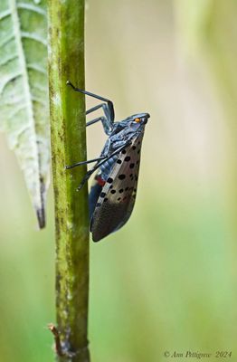 Spotted Lanternfly
