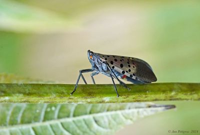 Spotted Lanternfly