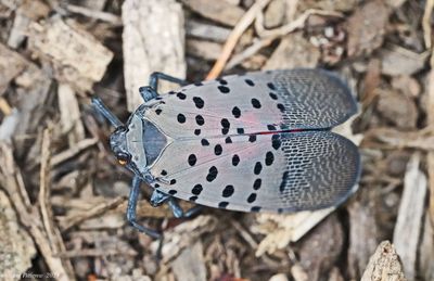 Spotted Lanternfly