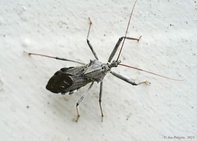 Wheel Bug