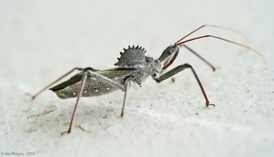 Wheel Bug