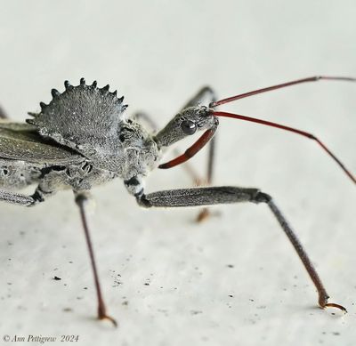 Wheel Bug