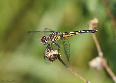 Blue Dasher - female