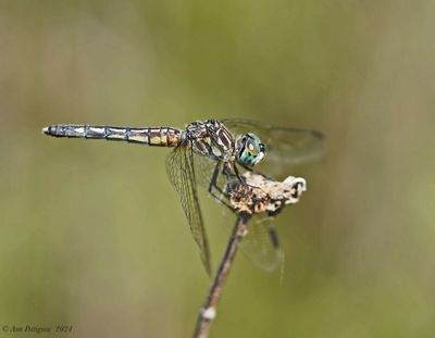 Blue Dasher - female