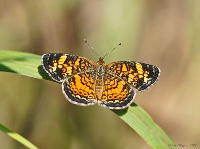 Pearl Crescent