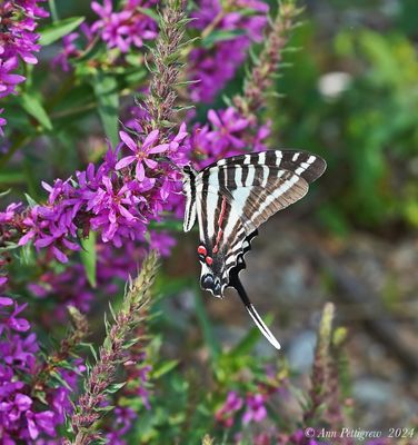 Zebra Swallowtail