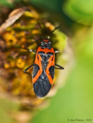Large Milkweed Bug