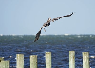 Brown Pelican