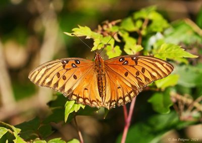 Gulf Fritillary