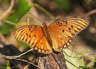Gulf Fritillary