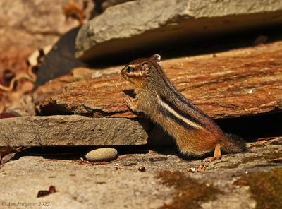 Eastern Chipmunk