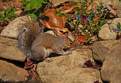 Eastern Gray Squirrel