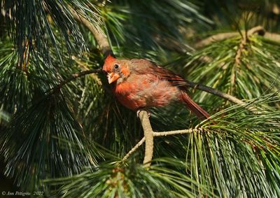 Northern Cardinal - Juvenile Male