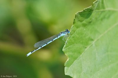 Familiar Bluet