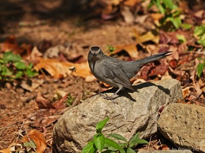 Gray Catbird