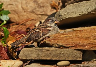 House Sparrow