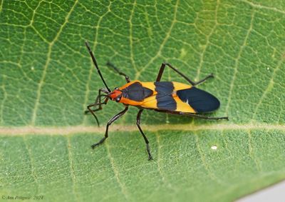 Large Milkweed Bug