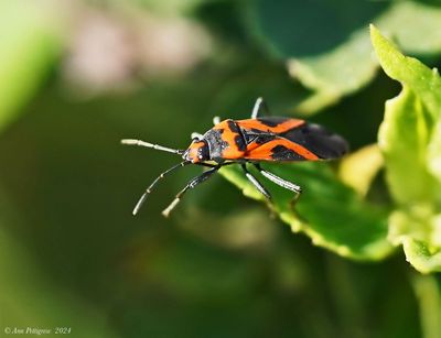 False Milkweed Bug