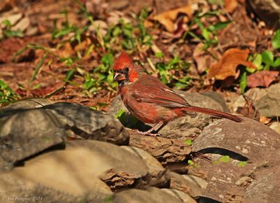 Northern Cardinal