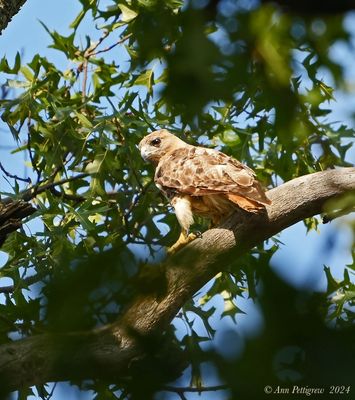 Red-tailed Hawk