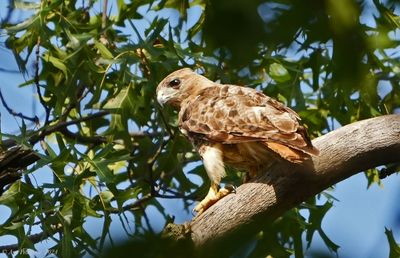 Red-tailed Hawk