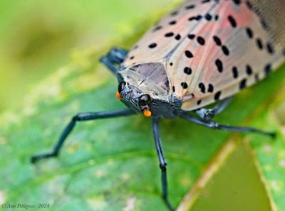 Spotted Lanternfly