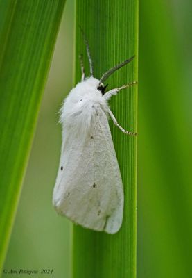 Virginian Tiger Moth