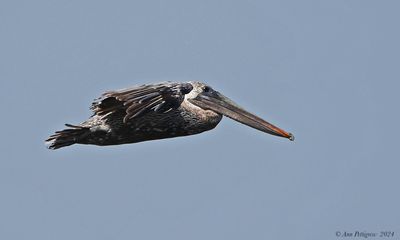 Brown Pelican