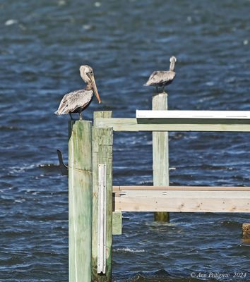 Brown Pelican