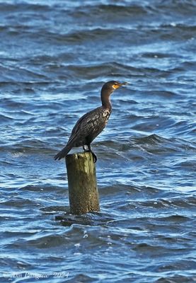 Double-crested Cormorant