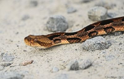 Timber “Canebrake” Rattlesnake