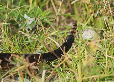 Timber “Canebrake” Rattlesnake