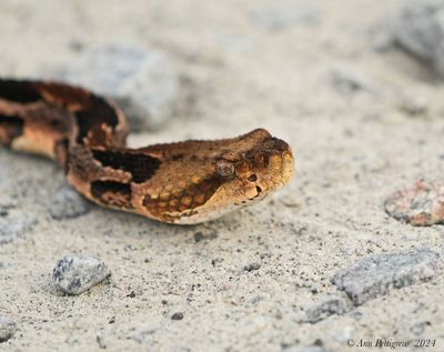 Timber “Canebrake” Rattlesnake