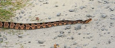 Timber “Canebrake” Rattlesnake