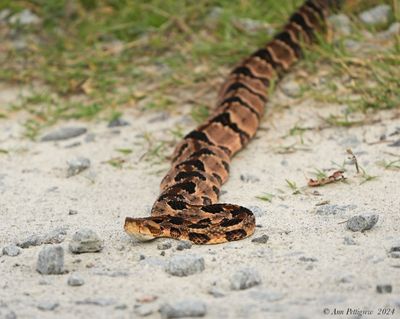 Timber “Canebrake” Rattlesnake