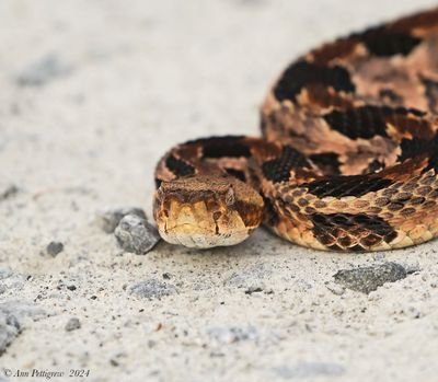 Eastern-Diamondback-Rattlesnake---ARNWR---DSC04825.jpg