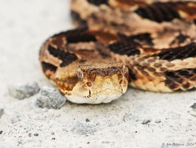 Timber “Canebrake” Rattlesnake