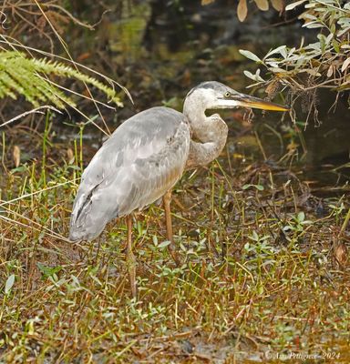 Great Blue Heron