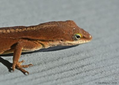 Green Anole