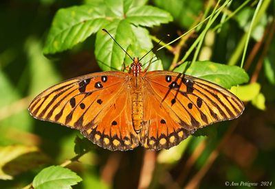 Gulf Fritillary