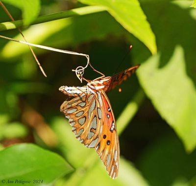 Gulf Fritillary