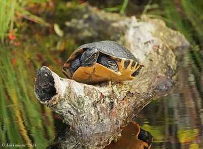 Cooter sp.
