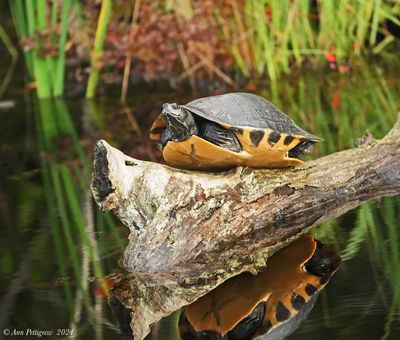 Cooter sp.