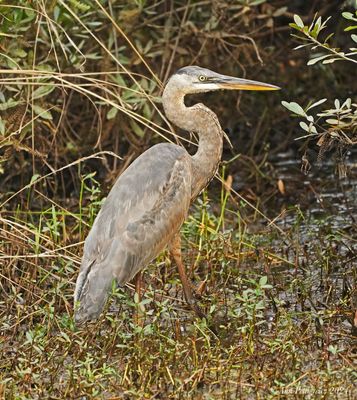 Great Blue Heron