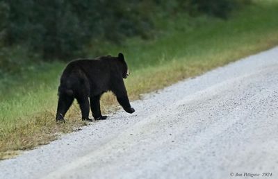 Black Bear