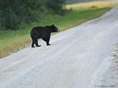 Black Bear