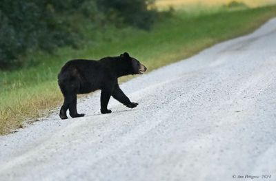 Black Bear