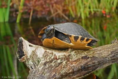 Cooter sp.