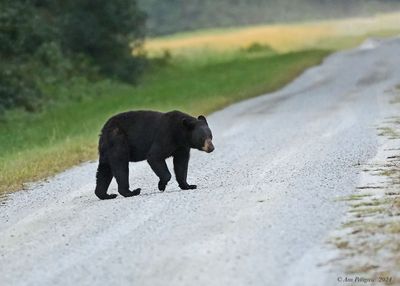 Black Bear